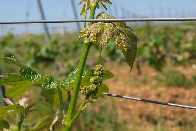 Full-Day Wine Tour from Istanbul - What Four Tastings Really Means