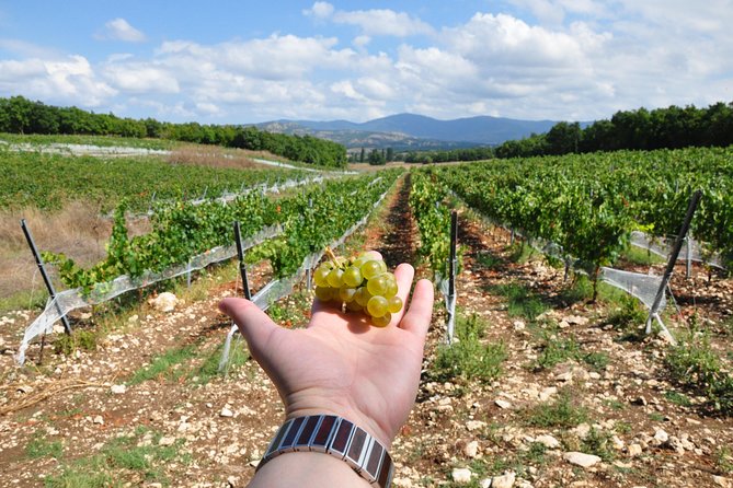 Full-Day Wine Tour from Istanbul - Chateau Nuzun and Organic Wine-Making