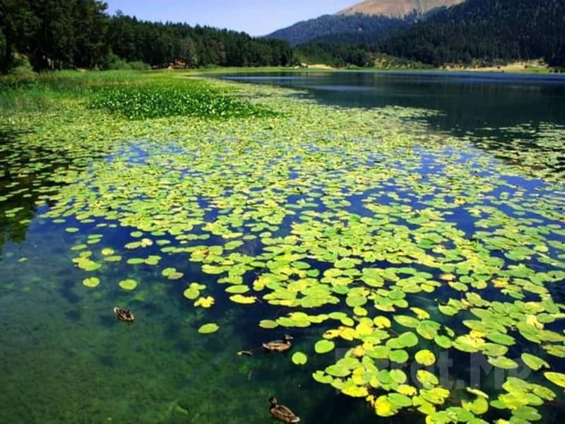 Guided Day Trip to Sapanca and Masukiye From Istanbul - The zoo adds an easy family stop
