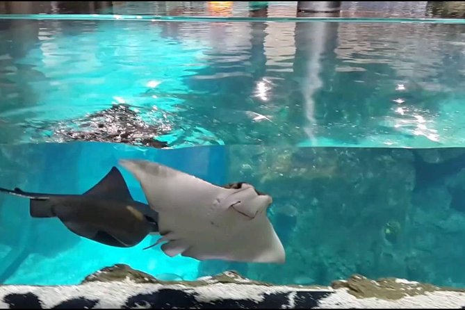 Istanbul Aquarium and Aqua Florya Independent Shopping Trip - The two-hour aquarium stop needs a little self-discipline