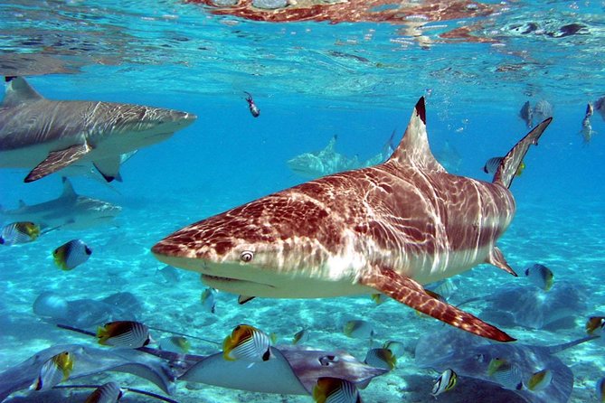 Istanbul Aquarium and Aqua Florya Independent Shopping Trip - What the independent format means for you