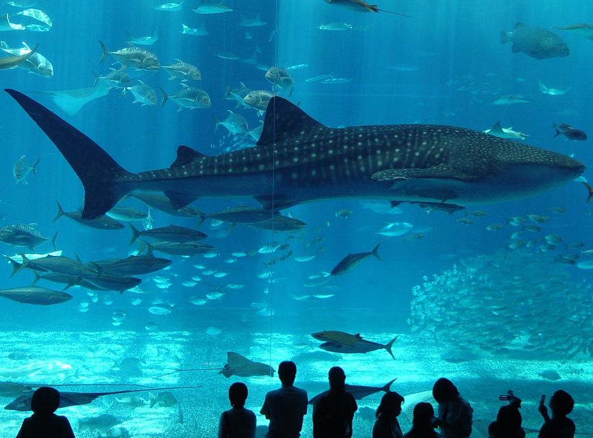 Istanbul Aquarium and Aqua Florya Shopping Mall Tour - Penguins, sharks, and large underwater life
