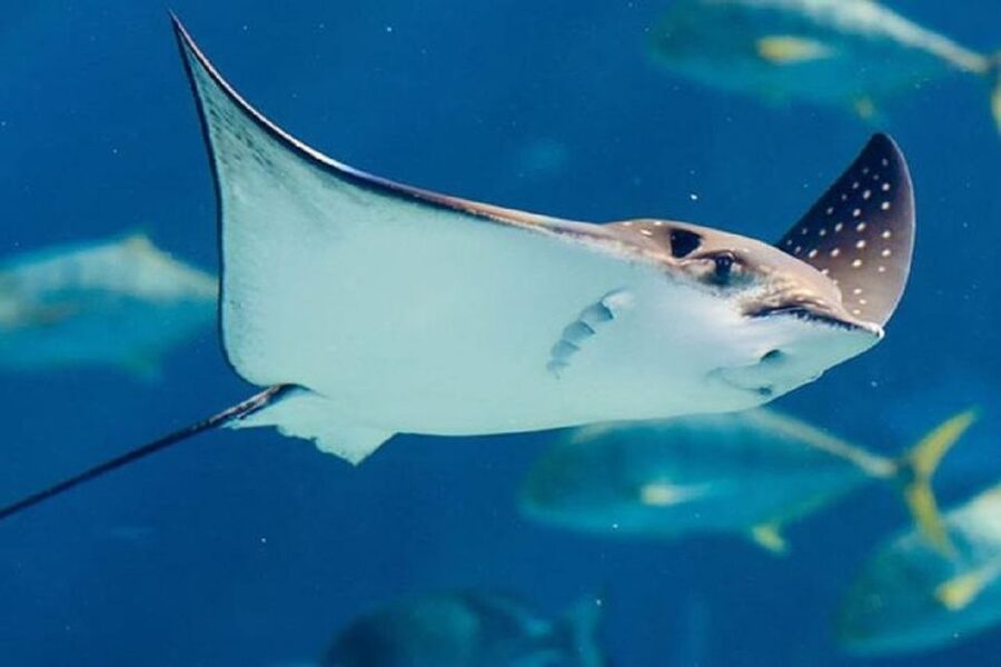 Istanbul Aquarium and Aqua Florya Shopping Mall Tour - The 5D cinema adds a playful change of pace