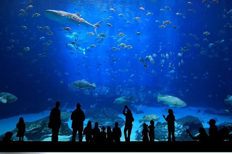 Istanbul Aquarium and Aqua Florya Shopping Mall Tour - Aqua Florya Mall gives you useful free time