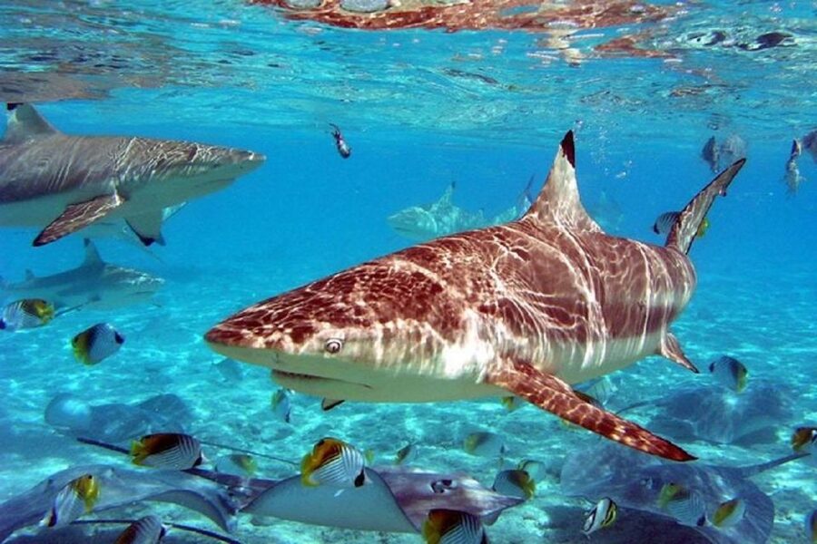 Istanbul Aquarium and Aqua Florya Shopping Mall Tour - What $177 buys you