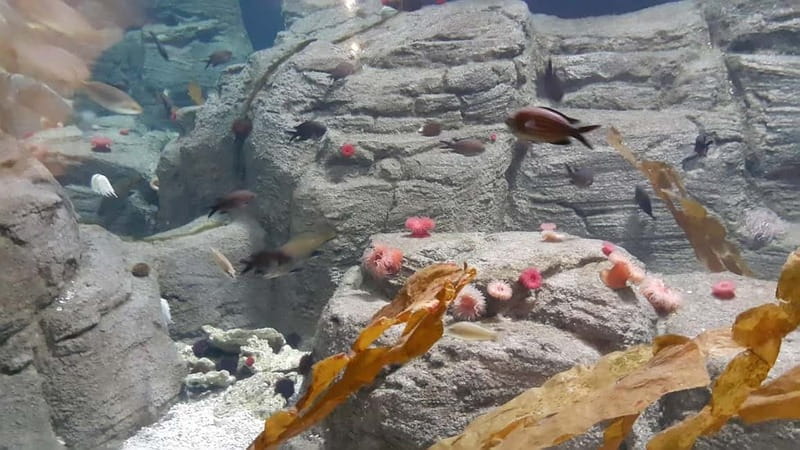 Istanbul: Aquarium Ticket and Round Trip Shuttle from Taksim - Key points at a glance
