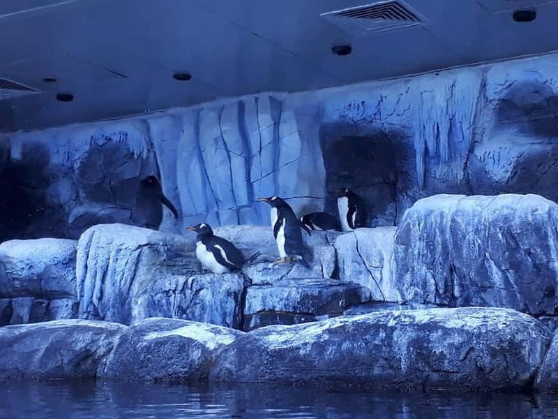 Istanbul: Aquarium Ticket and Round Trip Shuttle from Taksim - Following the 1.2-kilometer route