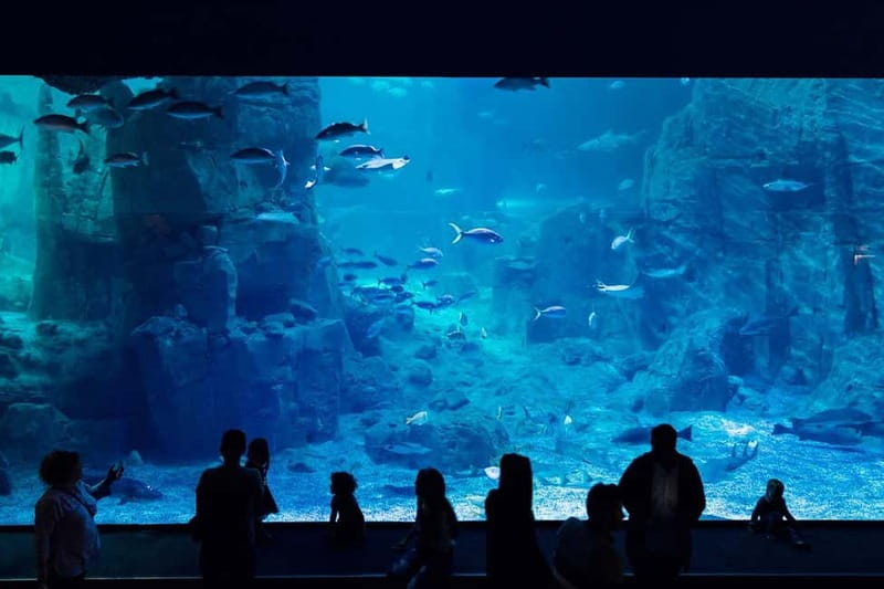 Istanbul: Aquarium Ticket and Round Trip Shuttle from Taksim - The animals you are most likely to remember