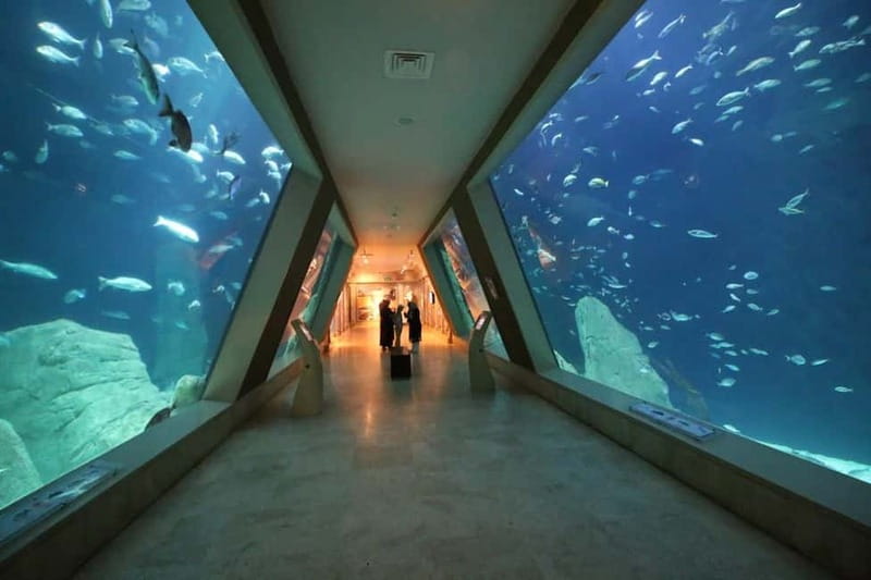Istanbul: Aquarium Ticket and Round Trip Shuttle from Taksim - Meeting the shuttle at Taksim Square
