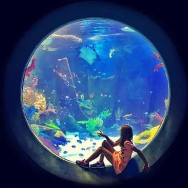 Istanbul: Aquarium Ticket with Shuttle Bus from Sultanahmet - Should You Book the Istanbul Aquarium Shuttle?