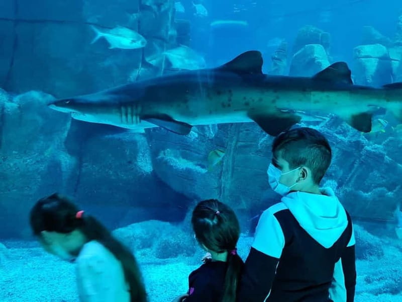 Istanbul: Aquarium Ticket with Shuttle Bus from Sultanahmet - Small Extras and Things to Ignore