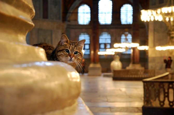 Istanbul Highlights: Half Day Morning Tour - Why this four-hour route works in Istanbul