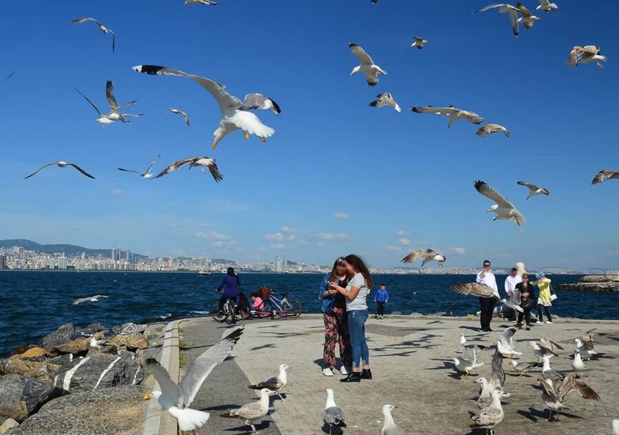 Istanbul: Round-Trip Ferry Tickets to the Princes' Islands - Lunch, cafés, and swimming