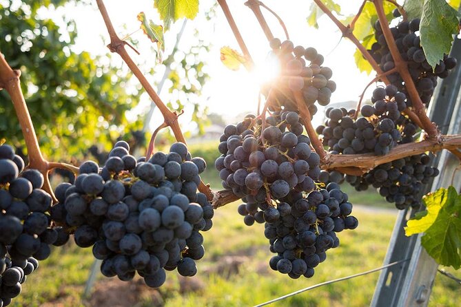 VIP Full Day Wineries Tour from Istanbul - What the tastings and food really include